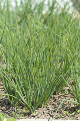 Obraz premium Green onions in the garden garden plot.