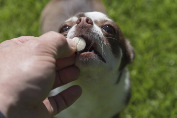 Dog breed Chihuahua gets pills, vitamins, delicacies from the hands of the owner on the street.