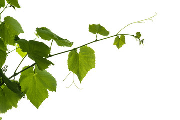 The texture of the grape vine with grapes ovary isolated on a white background.