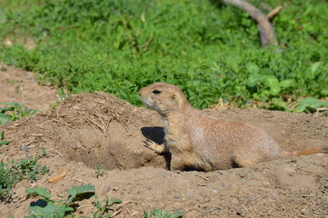 A prairie dog