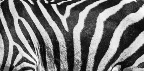 Fototapeta na wymiar Natural texture of the zebra skin. Natural black and white striped background.