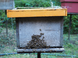 group of bee outside bee box in bee farm Taman Lebah at Malaysia. 