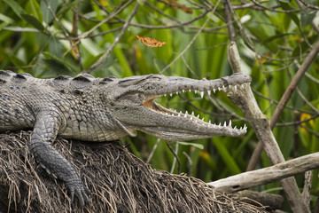 Cocodrilo con Mariposa