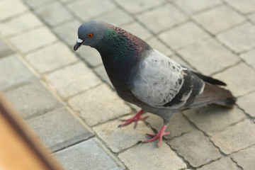 Closeup portrait of thoughtful pigeon standing on sidewalk