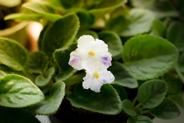 White flowers violet