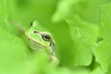 ニホンアマガエル