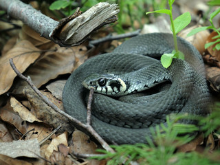 Snake in wild