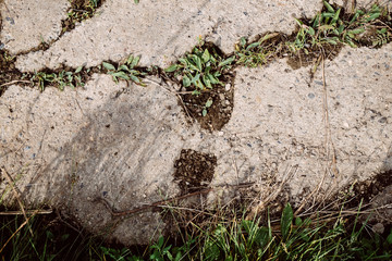 A mystical forest with fog and shining behind trees. Road through dense forest, summer day. backlight in wood