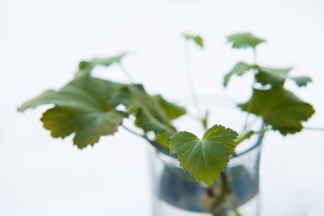 Spring nature background. Green nature with copy space using as background or wallpaper. Closeup nature view of green leaf in garden. Natural green plants landscape using as a background or wallpaper.