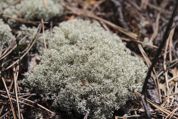The white Moss