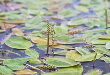 Flower spikes and floating leaves of Broad-leaved pondweed, also known as Floating-leaf pondweed