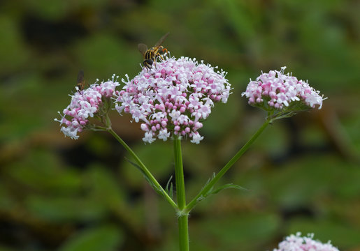 European Hoverfly on the flower head of Marsh valerian, also known as Woods valerian