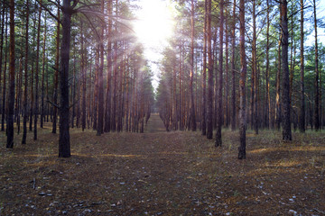 rows of pine trees in the evening