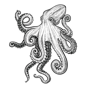 Octopus vector hand drawn illustration.