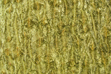 the surface of the bark of alder at noon