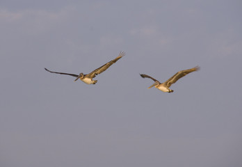 Pelican bird flying against a cloudy blue sky, chased by a second bird close behind, Mexico