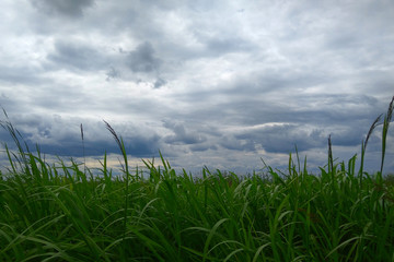 gloomy sky over the reeds © eagledwarf