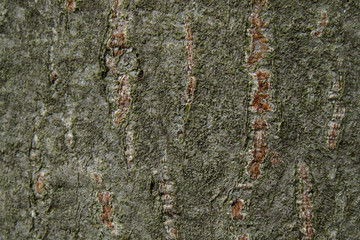 the surface of the bark of alder. shadow side of the tree