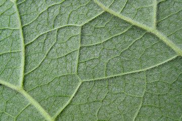 underside of the burdock leaf