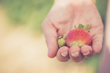Frische Erdbeeren in Mädchenhand, Freiraum