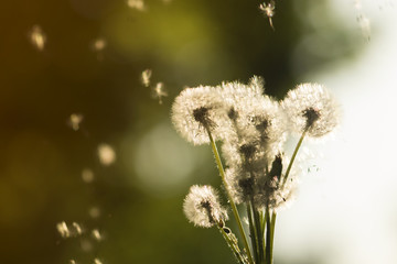 Dandelions on blurred background in the sunlight