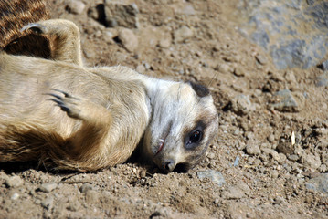 Cute meerkat lying on the sand enjoying a beautiful summer day