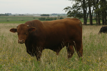 vaca roja argentina