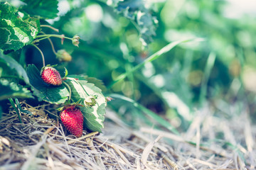 Reife Erdbeeren auf Erdbeerfeld, Freiraum