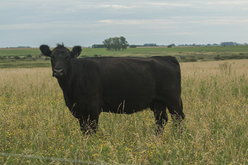 vaca argentina angus