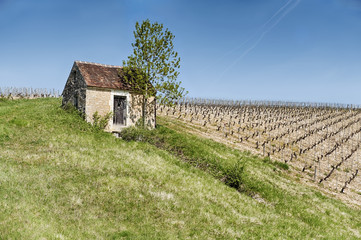 Fototapeta na wymiar Farm Building By A Vineyard