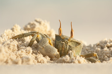 horn-eyed ghost crab digging in sand