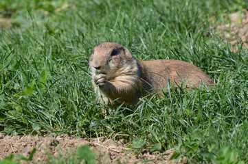 A prairie dog