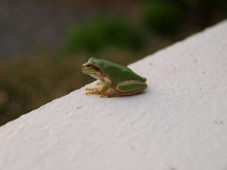 遠くを見つめるカエル