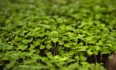 Growing seedlings in peat pots. Plants in sunlight in modern botany greenhouse