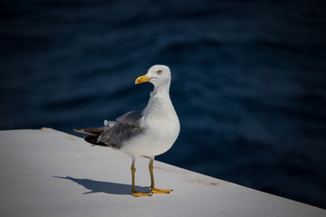 Seagulls with character