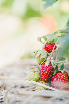 Reife Erdbeeren auf Erdbeerfeld, Textfreiraum