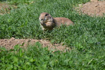 A prairie dog