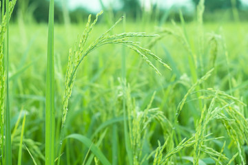 Fototapeta na wymiar rice plants in paddy field