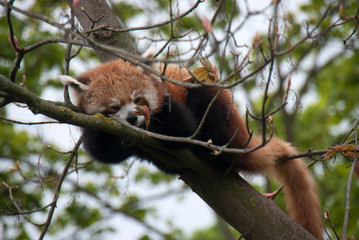 Cute red panda sleeping on the branches of a tree 