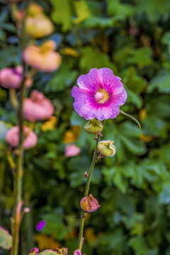Fleur et ros&eacute;e du matin dans le jardin