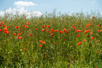 Klatschmohn auf Wiese