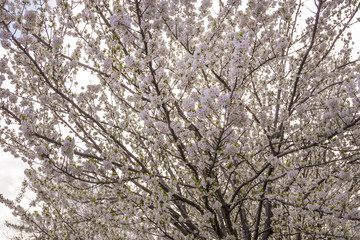 Blossoming tree at the start of Spring