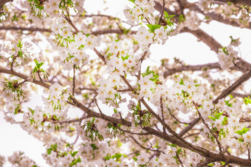 Close-up blossoming tree at the start of Spring