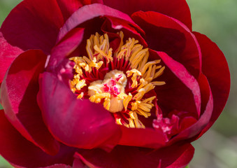 Blooming Dark red peonies in the garden, burgundy color, close-up, macro. Peony BUCKEYE BELLE