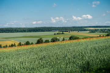 Naklejka premium Klatschmohn im Rapsfeld