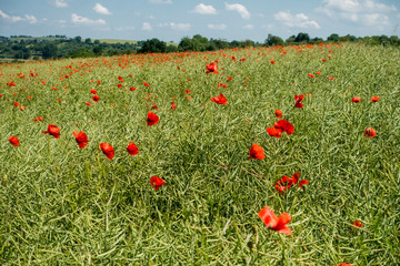 Klatschmohn im Rapsfeld