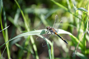 Dragonfly sitting in the grass