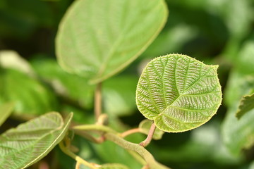 Fototapeta na wymiar Kiwi fruit leaves