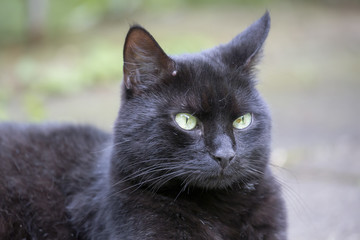 Hübsche schwarze Katze im Garten