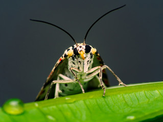 Butterfly on Leaves in jungle the beauty of nature